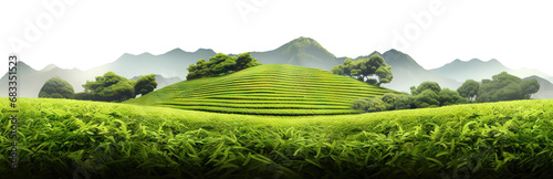 Green tea plantation, cut out