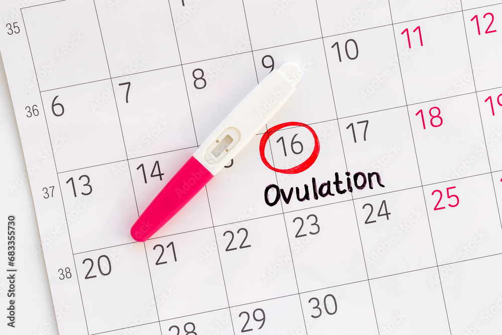 Pregnancy test with female ovulation day on calendar Pregnancy test with female ovulation day on calendar