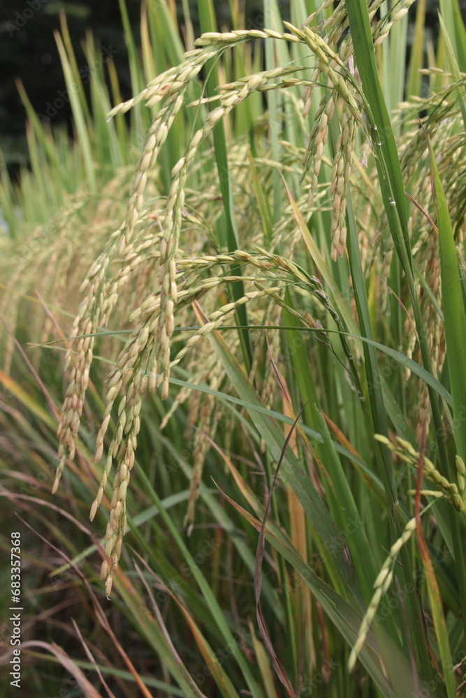 Obraz premium Bright green rice and fields