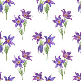 seamless pattern with violet wild anemones flowers. Watercolor purple bouquets. Botanical hand drawn illustration isolated on transparent.
