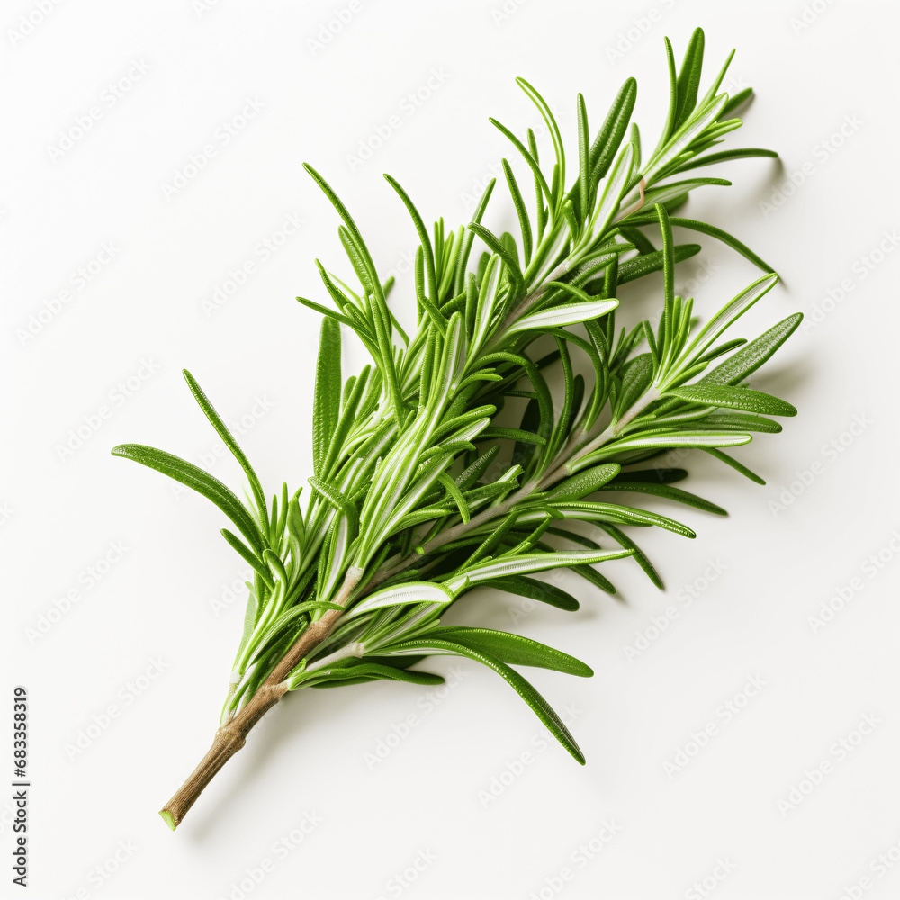 Fototapeta premium Lush Green Rosemary, Aromatic Essence, Isolated on White