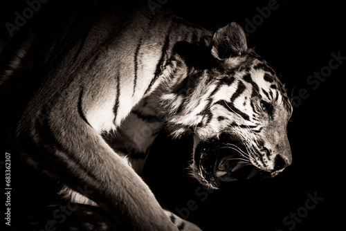 Tiger hunting and roaring.  Taxidermy animals.