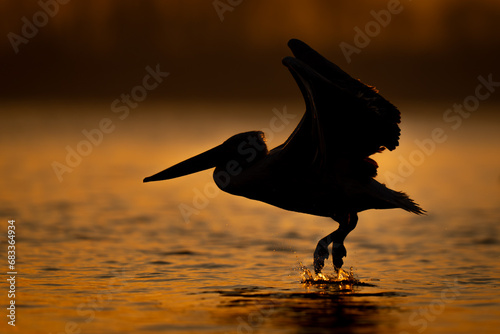 Pelican flies silhouetted over lake at dawn