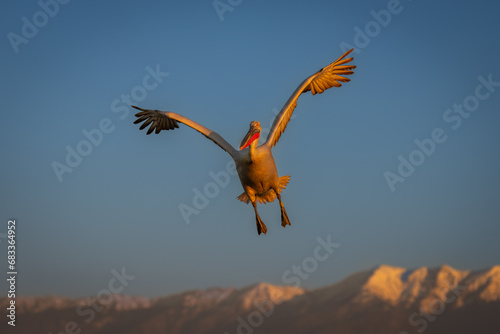 Pelican flies under blue sky above mountains © Nick Dale