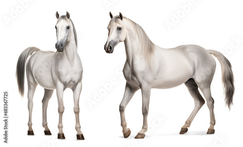 White arabian horse, front and side view, isolated background © FP Creative Stock