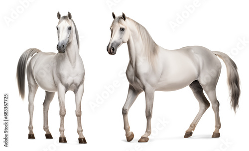 White arabian horse, front and side view, isolated background