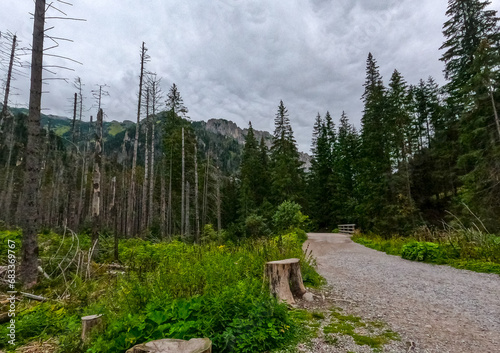 mountain view forest landscape Poland Zakopane photo