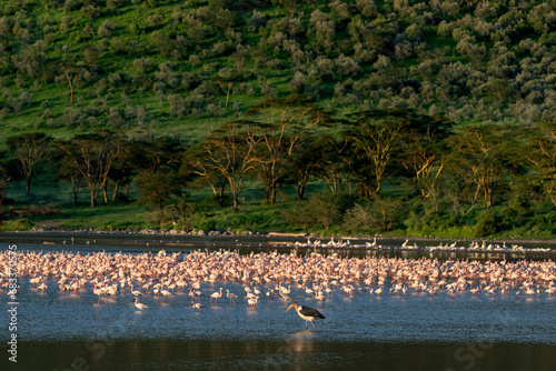Wallpaper Mural Nakuru national park, The lesser flamingo is the smallest species of flamingo. With Marabou stork Torontodigital.ca