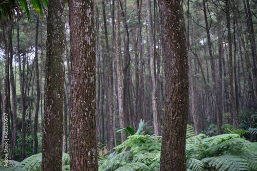 Fototapeta Naklejka Na Ścianę i Meble -  A row of Pine Trees Bordering the Forest