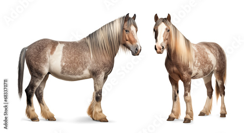 Draft horses on isolated background © FP Creative Stock