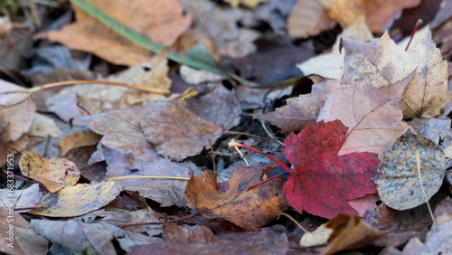 leaf autumn 