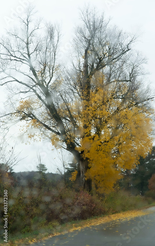 rain tree