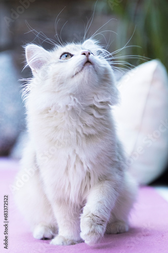 Junge Sibirische Katze schaut nach oben