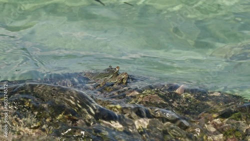 Striped Shore Crab Clinging to Rocks. photo