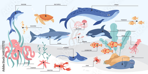 Hand drawn sea wildlife composition with different marine animal