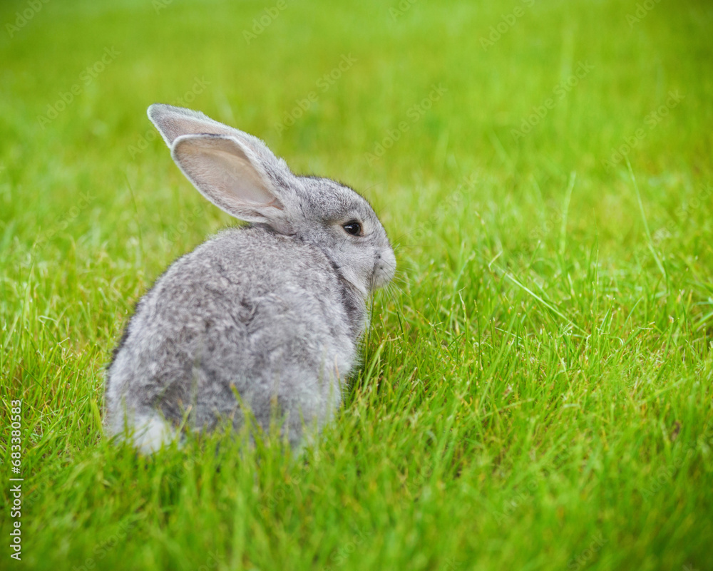 Fototapeta premium Cute little grey rabbit on green grass