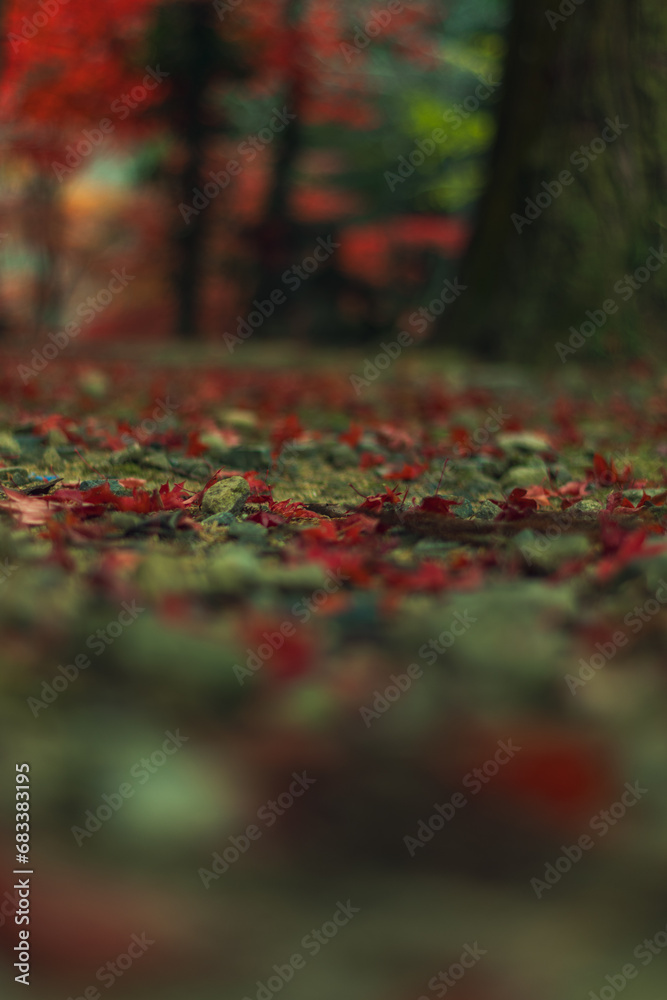 木の根元の落葉 木の根元の落葉
