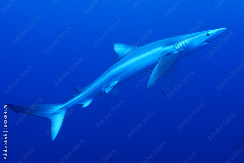 custom made wallpaper toronto digitalBlauhaie, Azoren