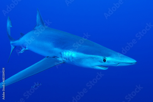 Blauhaie  Azoren