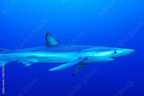 Wallpaper Mural Blauhaie, Azoren Torontodigital.ca