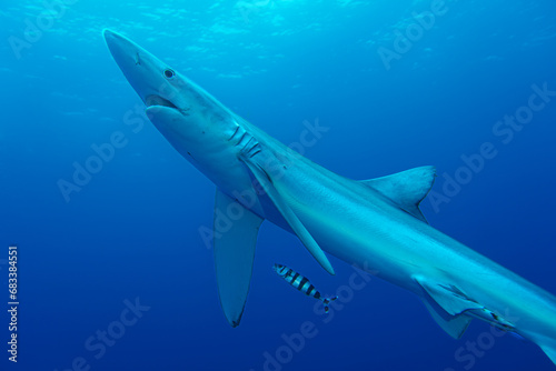 Wallpaper Mural Blauhaie, Azoren Torontodigital.ca