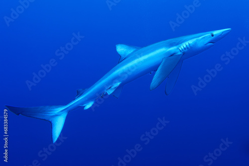 Wallpaper Mural Blauhaie, Azoren Torontodigital.ca