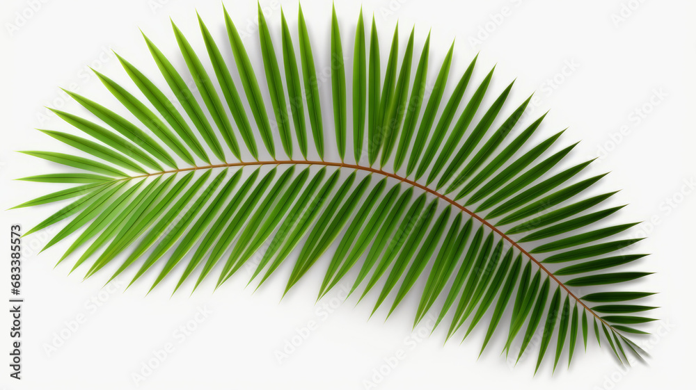 Green leaf of coconut palm tree on transparent background png file generative ai Green leaf of coconut palm tree on transparent background png file generative ai
