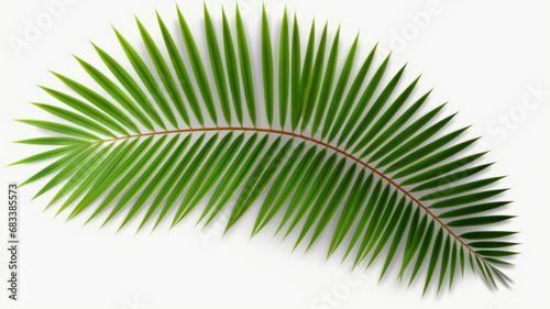 Green leaf of coconut palm tree on transparent background png file generative ai