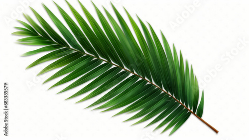 Green leaf of coconut palm tree on transparent background png file generative ai photo