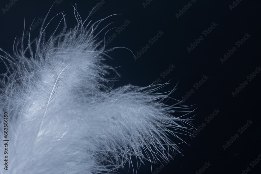 Fototapeta premium feather, white on black background.