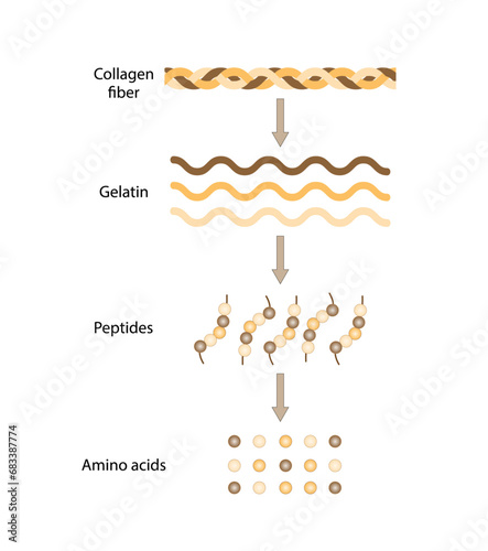 Collagen Digestion, Denaturation, Degradation and hydrolysis. Collagen digestion Gelatin Peptides and Amino acids. Vector Illustration.	
 photo