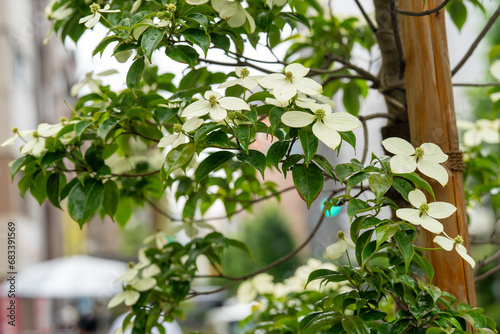夏の季節、都会の街路樹のヤマボウシ