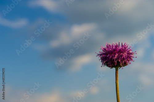 Violet flower against the background of the blue sky.