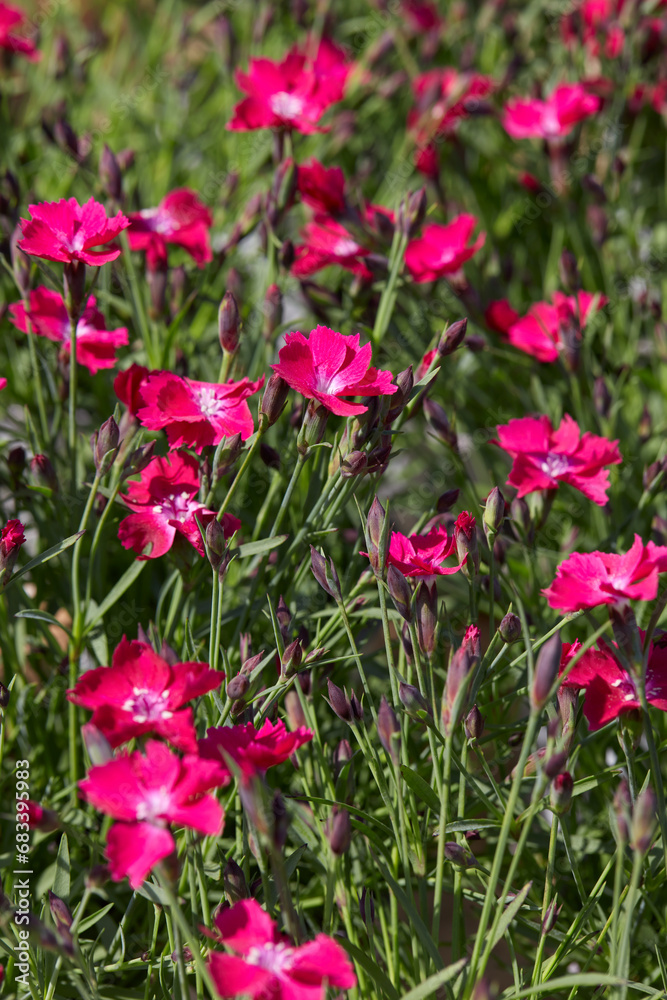 Dianthus, pink red dwarf carnation flowers and plants texture background in spring, sunlight