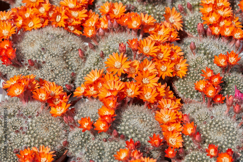 Rebutia flavistyla, cactus plants with orange flowers texture background in sunlight photo