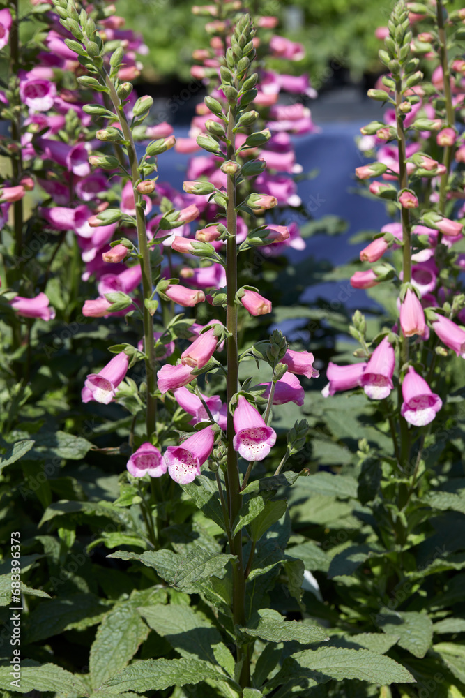 Foxglove, Digitalis Lucas pink plants and flowers in spring, sunlight