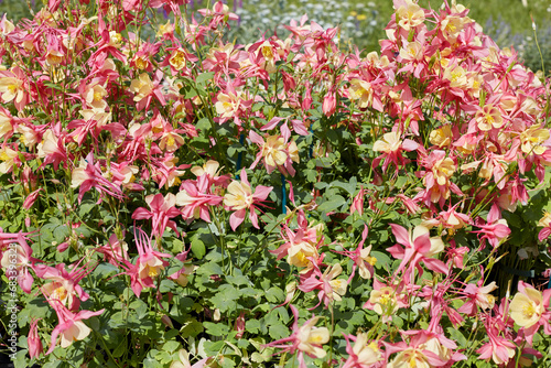 Pink and yellow columbine flowers, Aquilegia plants in spring, sunlight