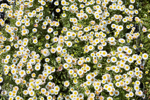 Daisy, Bellis perennis, plants and flowers texture background in spring, sunlight