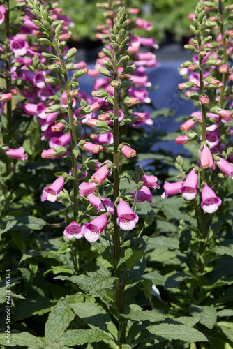 Foxglove, Digitalis Lucas pink plants and flowers in spring, sunlight