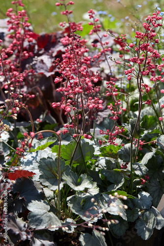 Coral bells, Heuchera hybrida plants and flowers in spring, sunlight