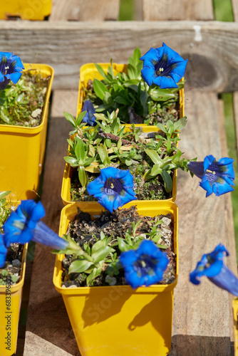 Blue gentian plants and flowers in yellow vases in spring, sunlight