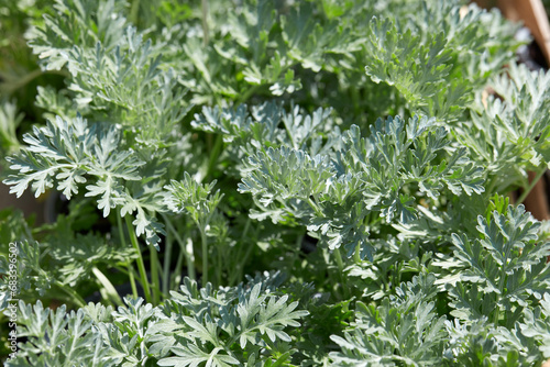 Wormwood plants, with green leaves in spring sunlight