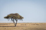 Scenic tree in the etosha pan with a view of the savannah