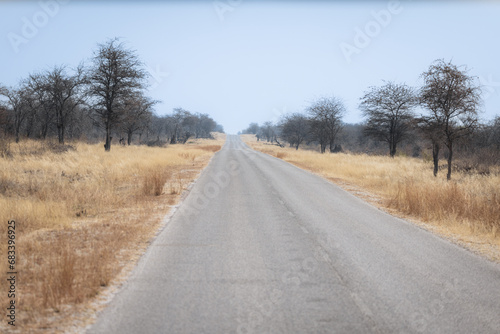 road leading into the savannah