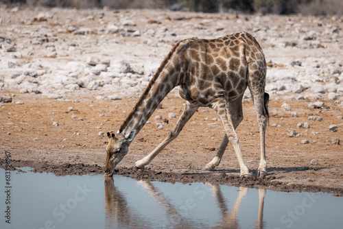 thirsty giraffe drinking water in the savannah