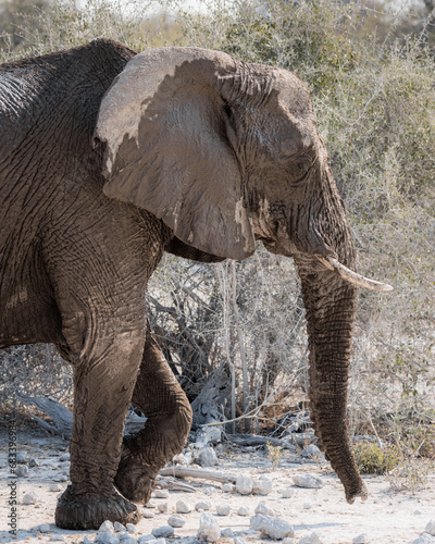 Portrait of a dirty old elephant after a mud bath