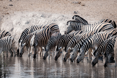 Thirsty zebras drinking in a row at a watering hole in etosha national park namibia_2