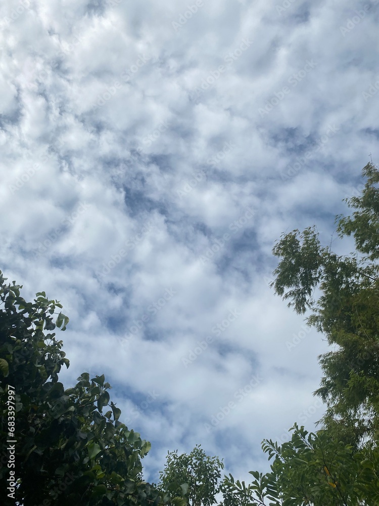 sky with white clouds and green leaves looking up sky with white clouds and green leaves looking up