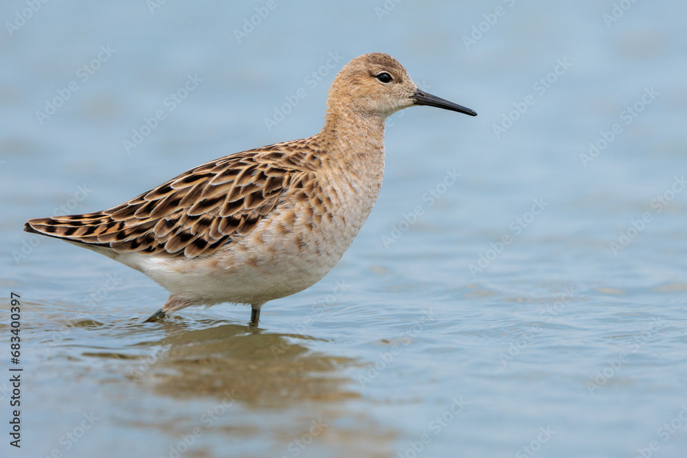 Female ruff foraging in low water in the Netherlands Female ruff foraging in low water in the Netherlands