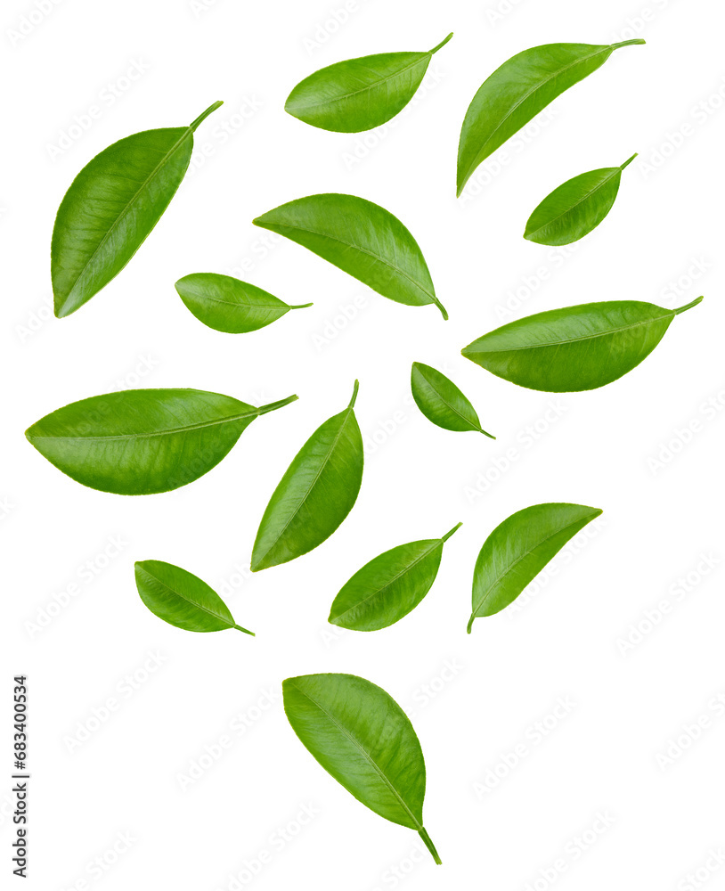 Leaf citrus clipping path Leaf citrus clipping path